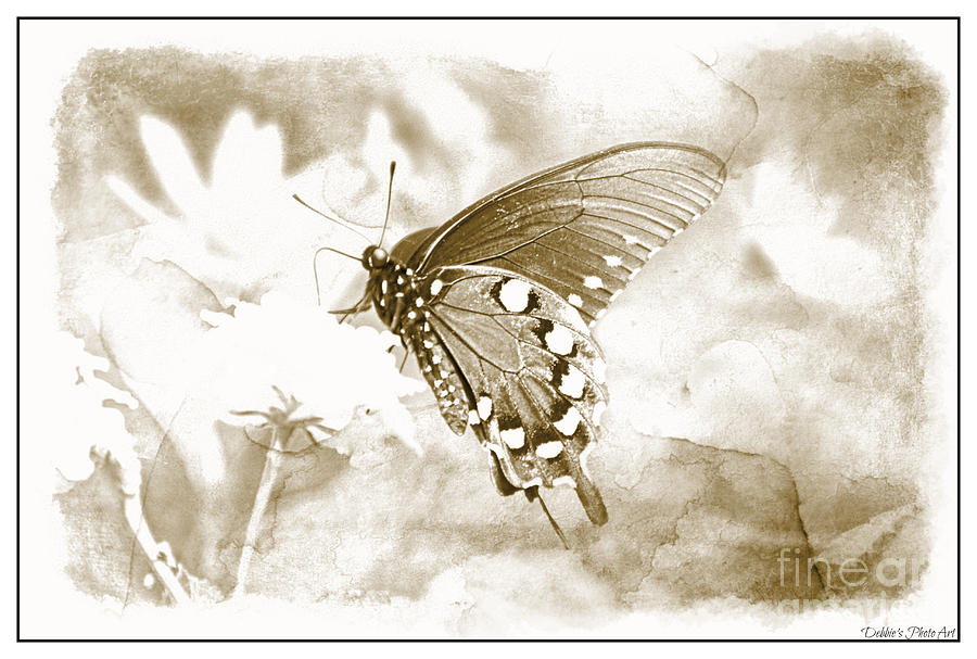 Butterfly on Lantana - Black and White Photograph by Debbie Portwood