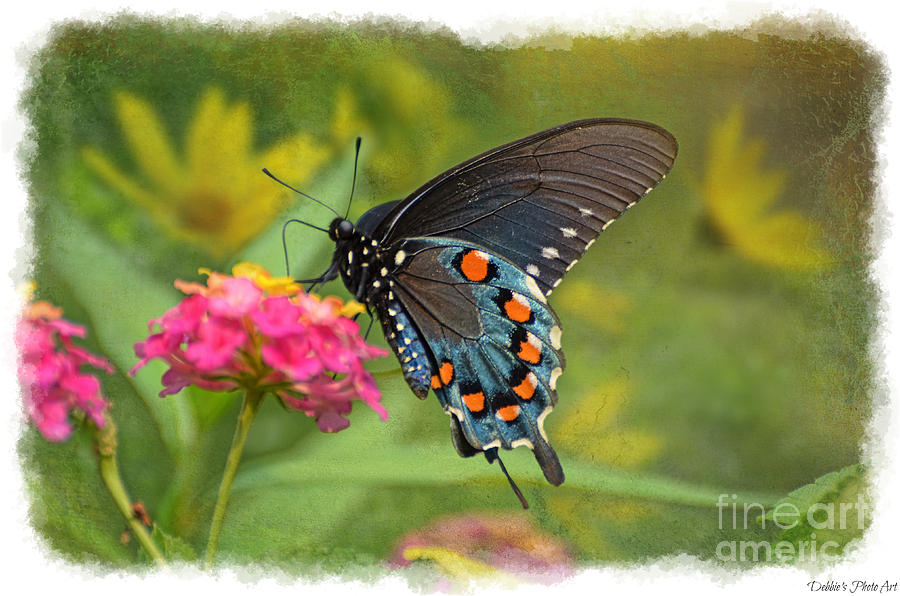 Nature Photograph - Butterfly on Lantana by Debbie Portwood
