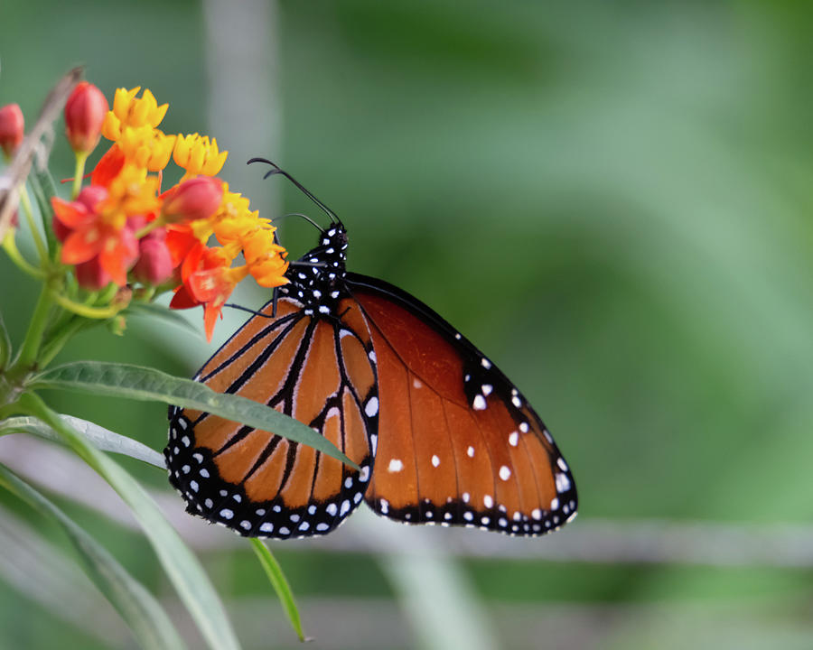 Butterfly on Lantana Photograph by Debra Martz