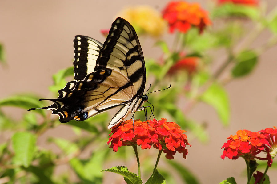 Butterfly on Lantana Photograph by Jill Lang
