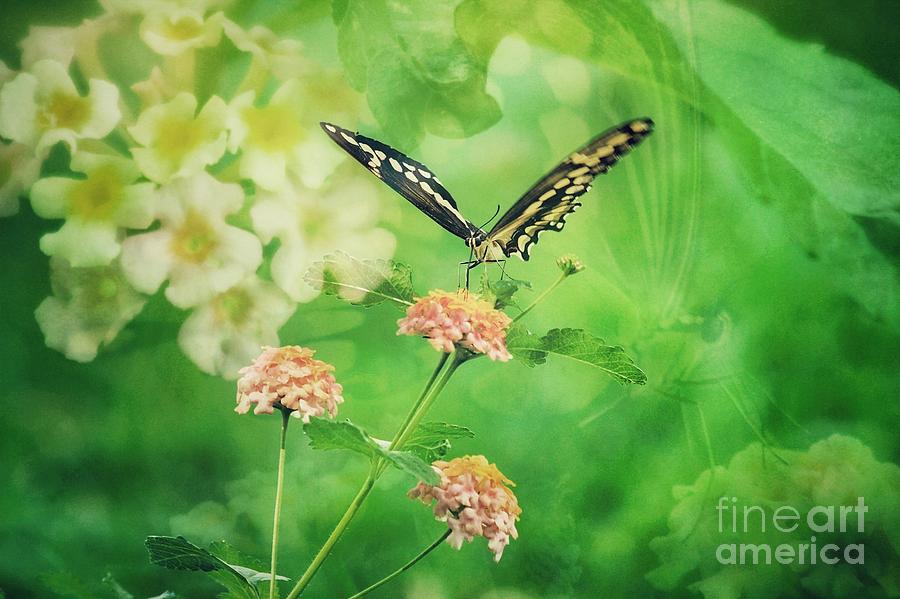 Butterfly Photograph - Butterfly on Lantana Montage by Toma Caul