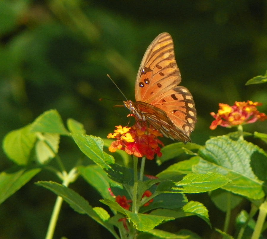 Butterfly On Lantana Photograph by Patty Weeks