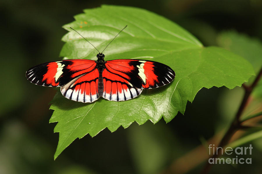 Butterfly On Large Leaf Photograph by Max Allen