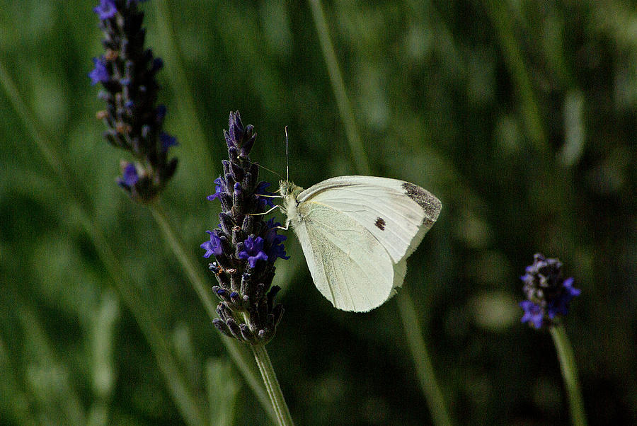 Butterfly on lavender flowers 02 Photograph by Manolis Tsantakis - Fine ...