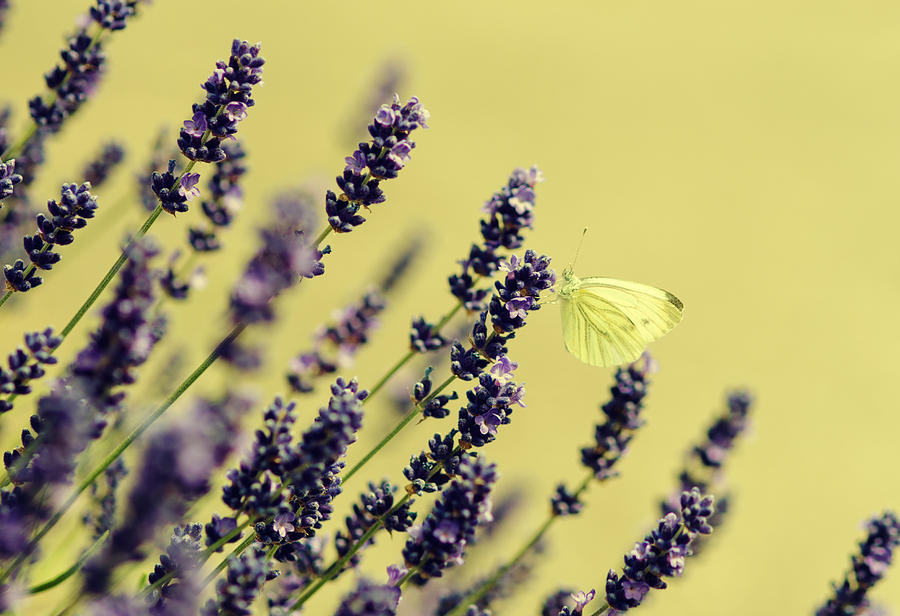 Butterfly on lavender flowers Photograph by Mike Santis