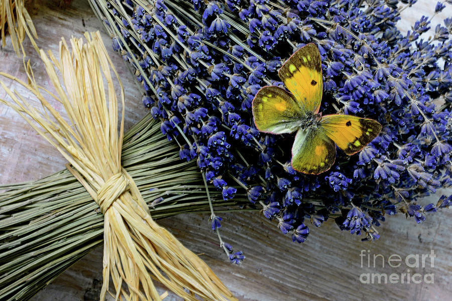 Butterfly on Lavender Photograph by Paul Ward