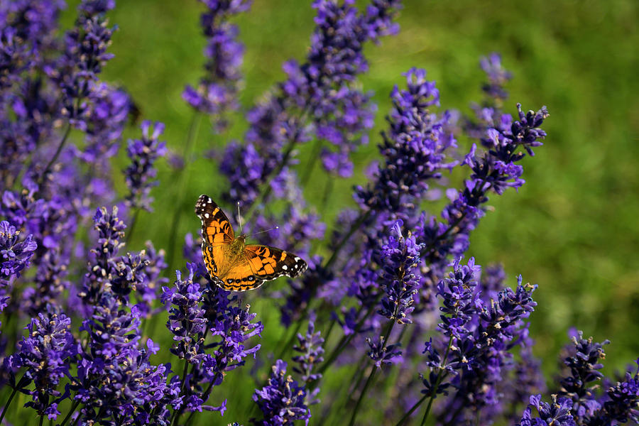 Butterfly on Lavender Photograph by Shawn Einerson | Fine Art America