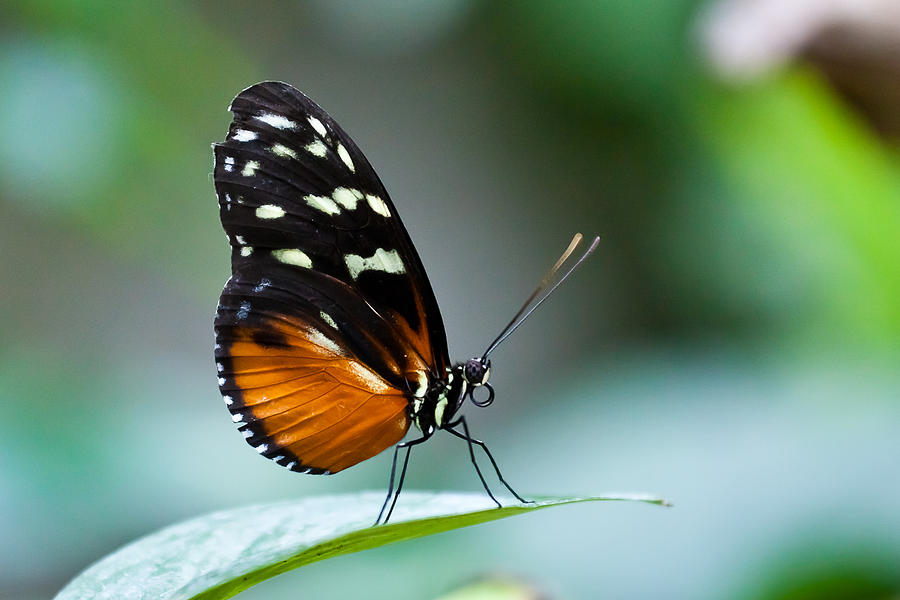 Butterfly on leaf Photograph by Alapati Gallery - Fine Art America