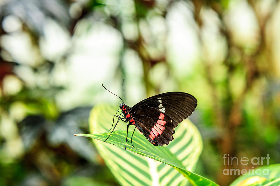 Butterfly on Leaf Photograph by Shuwen Wu