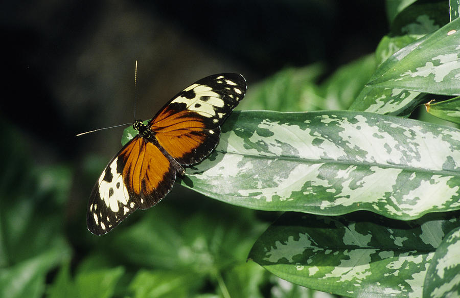 Butterfly on Leaf Photograph by Steve Somerville
