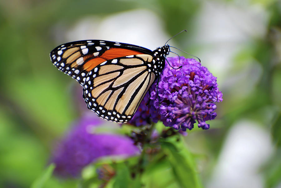 Butterfly on lilac Photograph by Bob Jensen