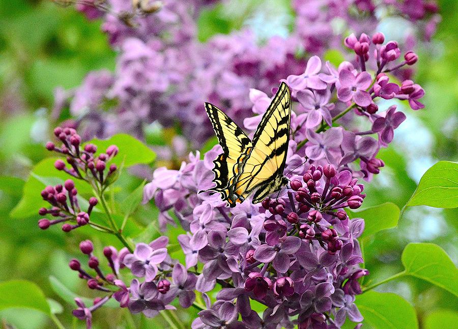 Butterfly on Lilac Photograph by Judy Genovese