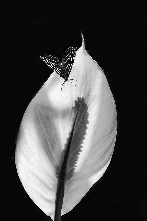 Scottsdale Photograph - Butterfly On Lily Leaf by Janet Ballard
