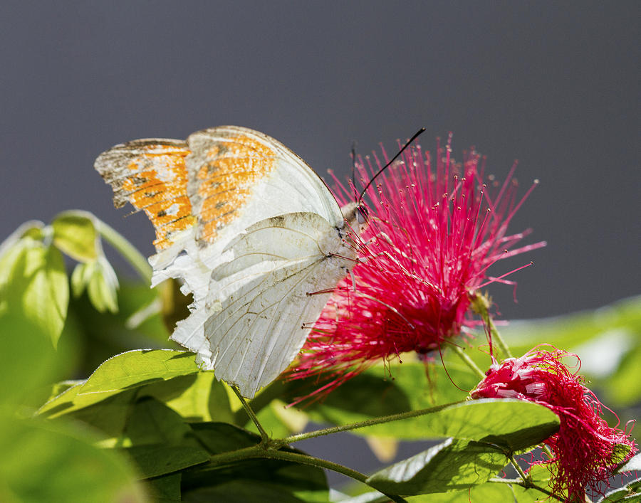 Butterfly on Magenta Flower Photograph by Bob Slitzan