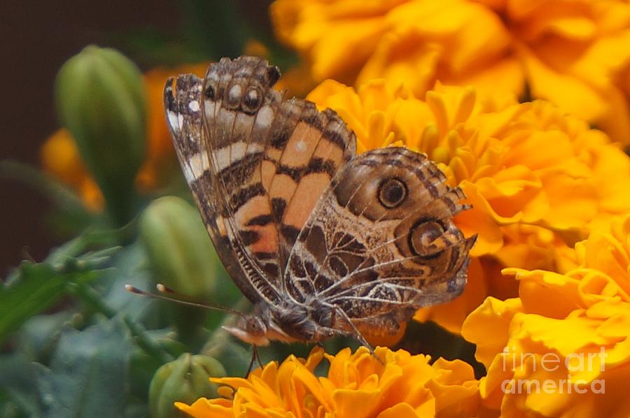Butterfly On Marigold 2 Photograph by Maxine Billings