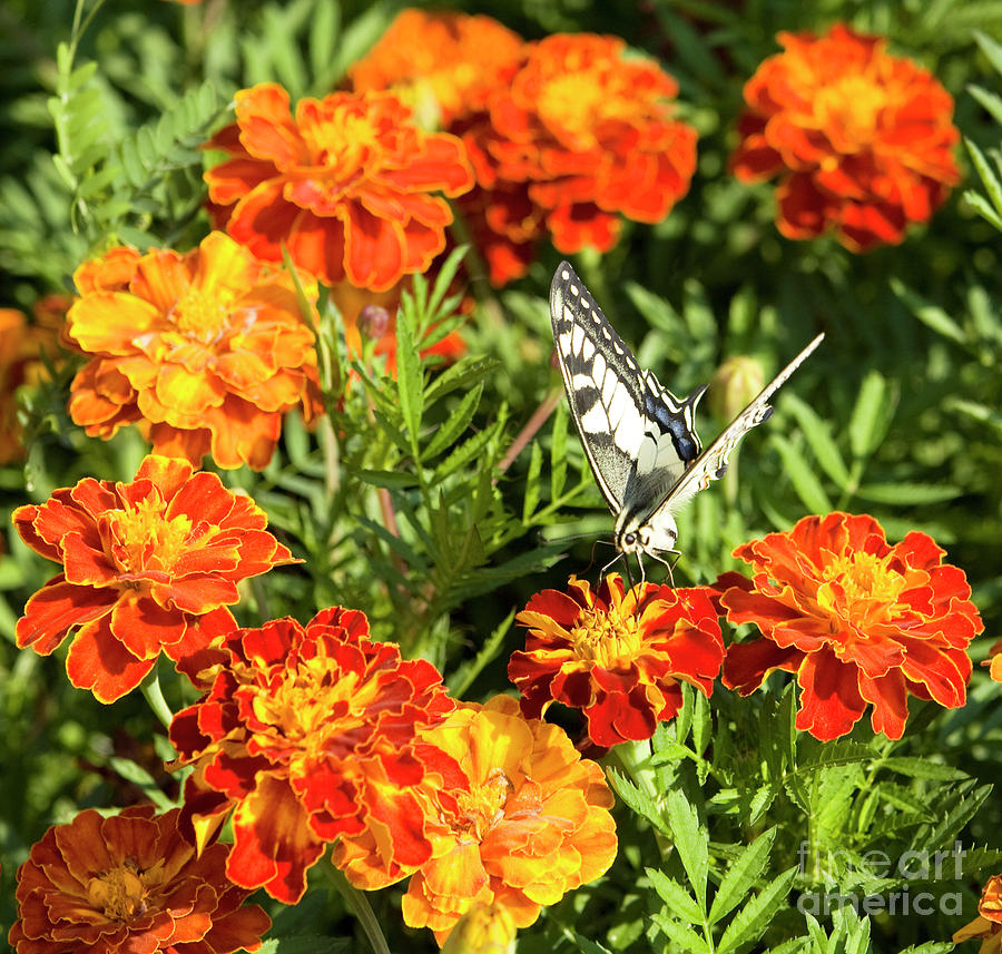 Butterfly on marigold Photograph by Irina Afonskaya