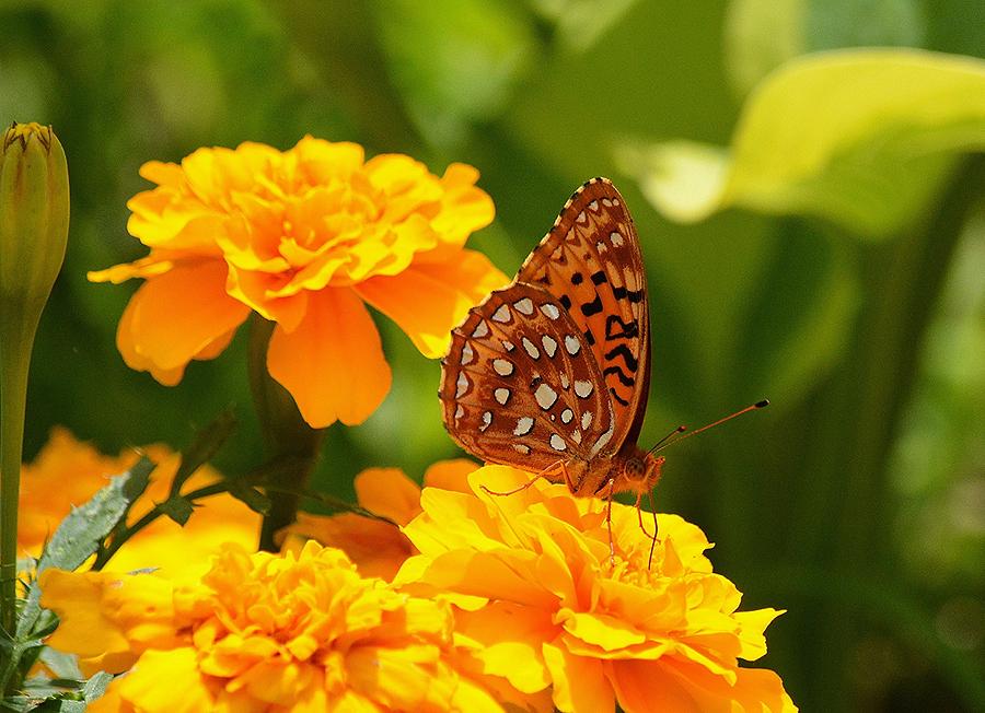 Butterfly on Marigold Photograph by Judy Genovese