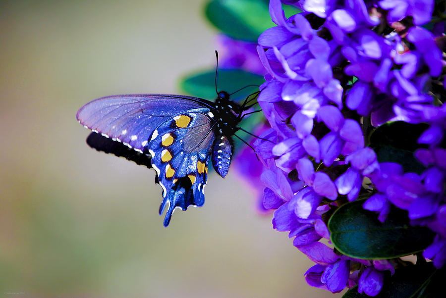 Butterfly on Mountain Laurel Photograph by Debbie Karnes