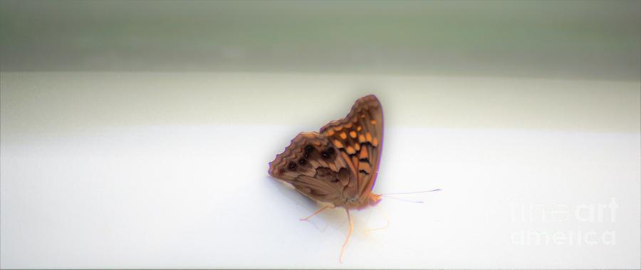 Butterfly on my car Photograph by Merle Grenz