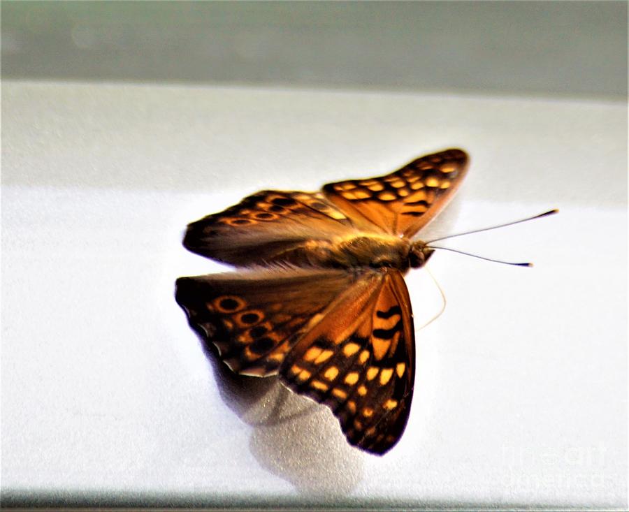 Butterfly on my car1 Photograph by Merle Grenz