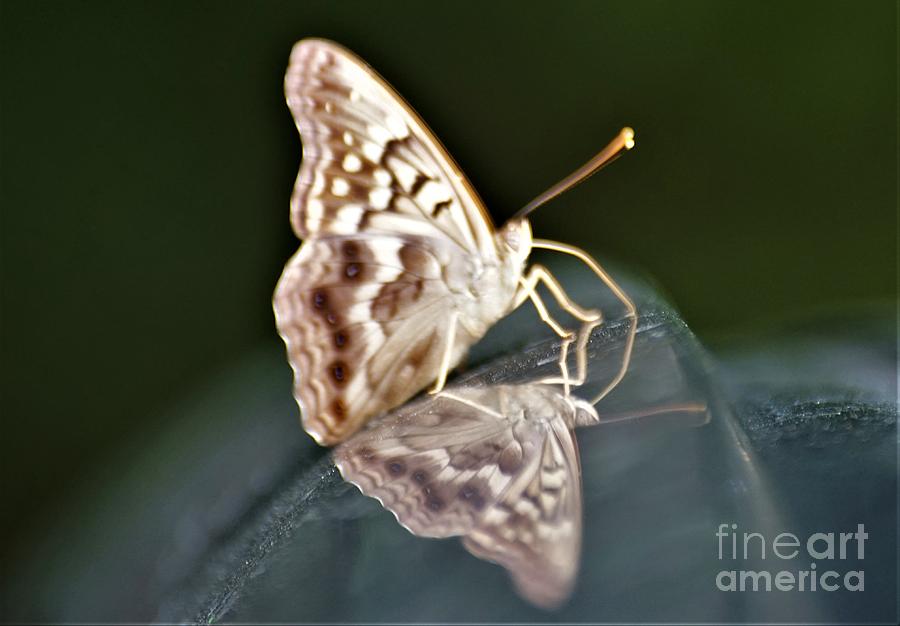 Butterfly on my car2 Photograph by Merle Grenz