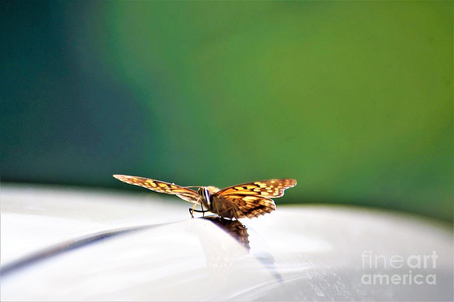 Butterfly on my car5 Photograph by Merle Grenz