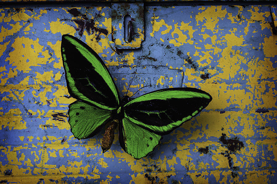 Butterfly On Old Tool Box Photograph by Garry Gay