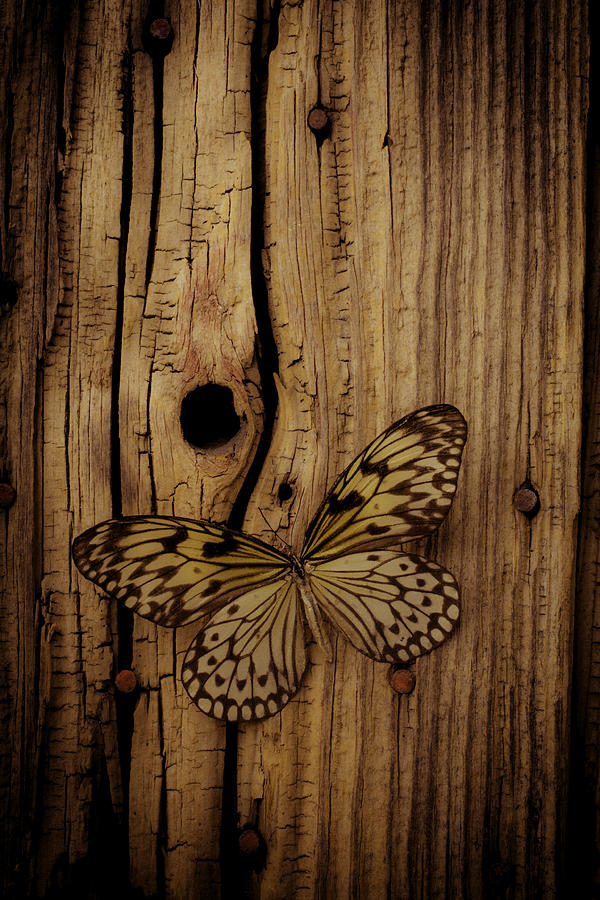 Butterfly Photograph - Butterfly On Old Wood Wall by Garry Gay