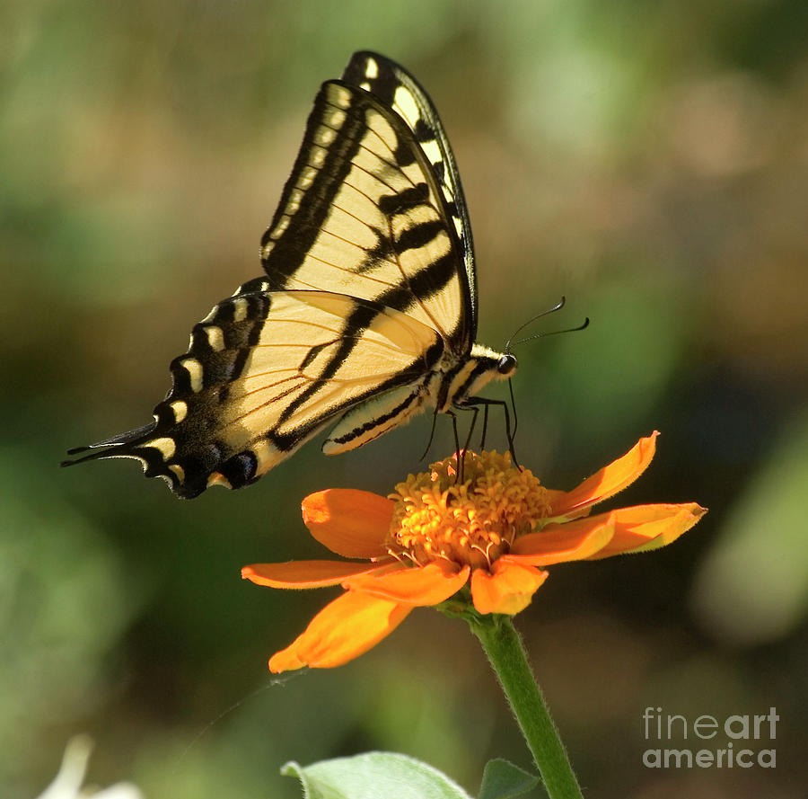 Butterfly on orange flower Photograph by Jim And Emily Bush