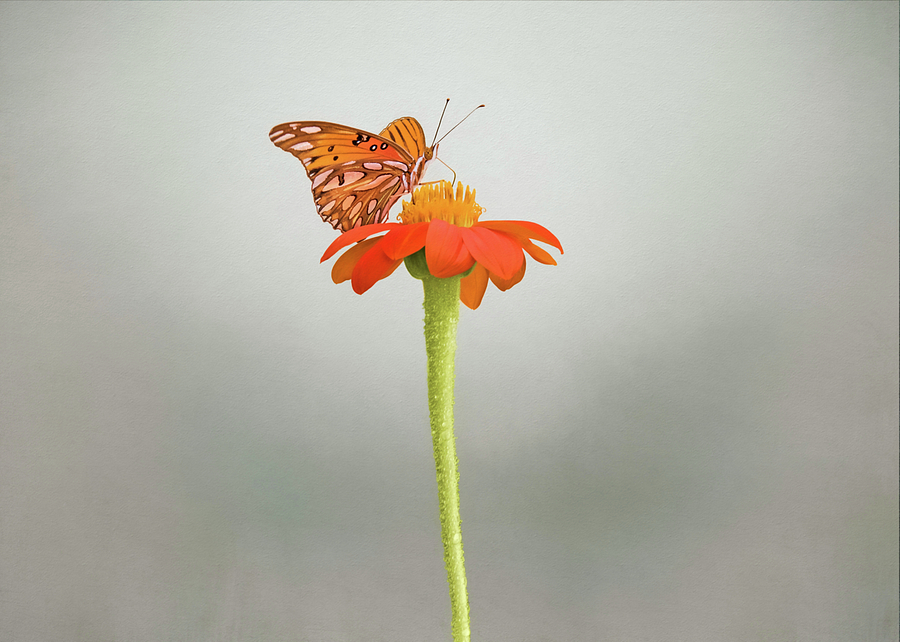 Butterfly on Orange Flower Photograph by Steven Michael