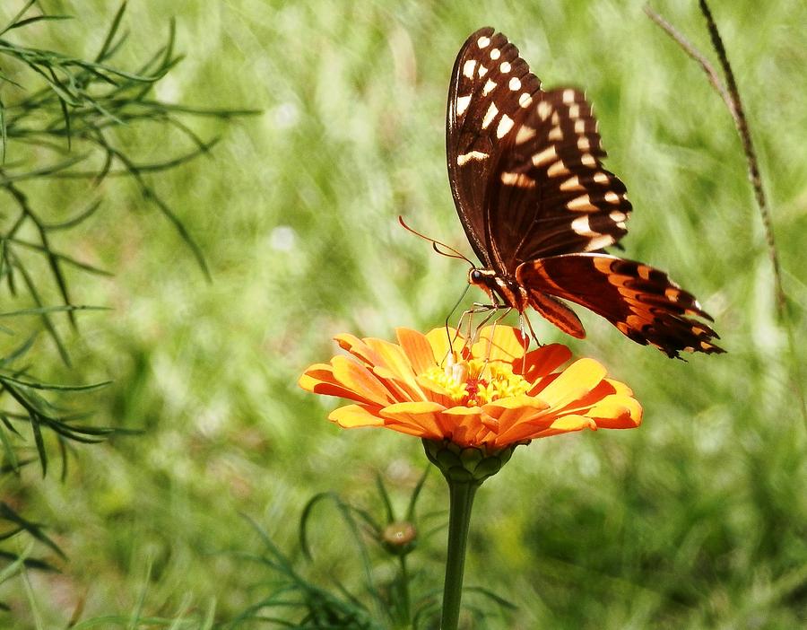 Butterfly on Orange Zinnia Photograph by Belinda Lee