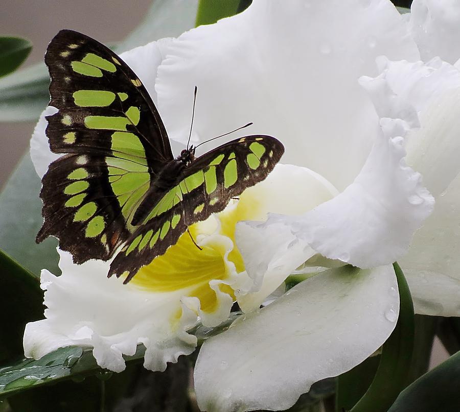 Butterfly Photograph - Butterfly on Orchid by MTBobbins Photography