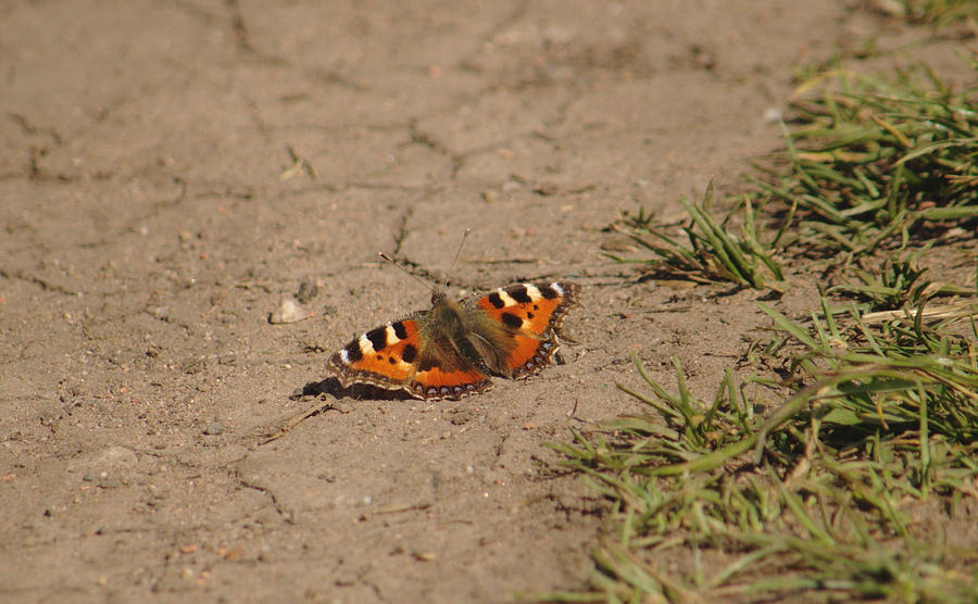 Butterfly On Parched Earth Photograph by Adrian Wale