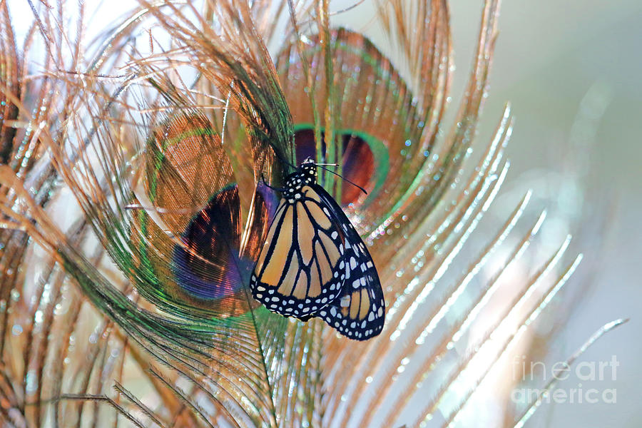 Butterfly on Peacock Feathers Photo Photograph by Luana K Perez