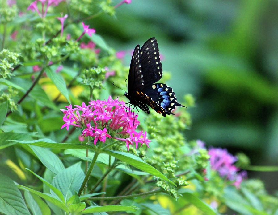 Butterfly On Pentas Flower Photograph by Cynthia Guinn
