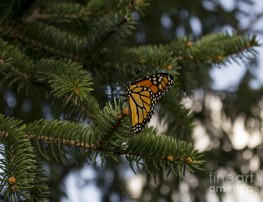 Butterfly Photograph - Butterfly on Pine Tree by Kara Kelso