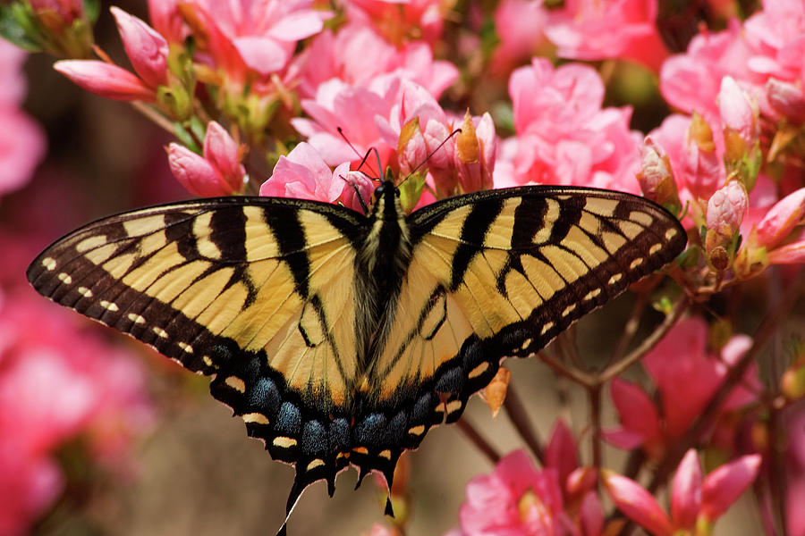 Butterfly on Pink Azaleas Photograph by Jill Lang
