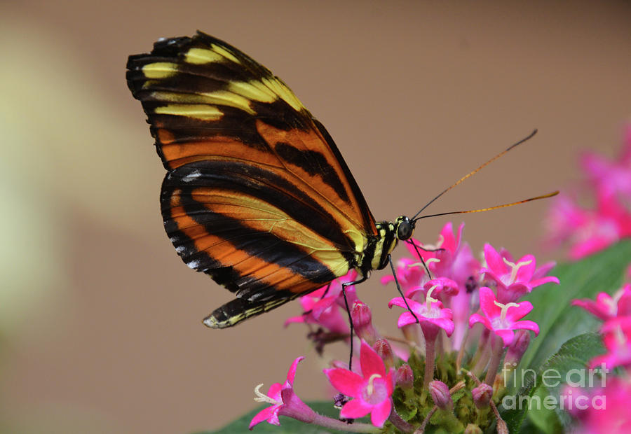 Butterfly on Pink Photograph by Cindy Manero