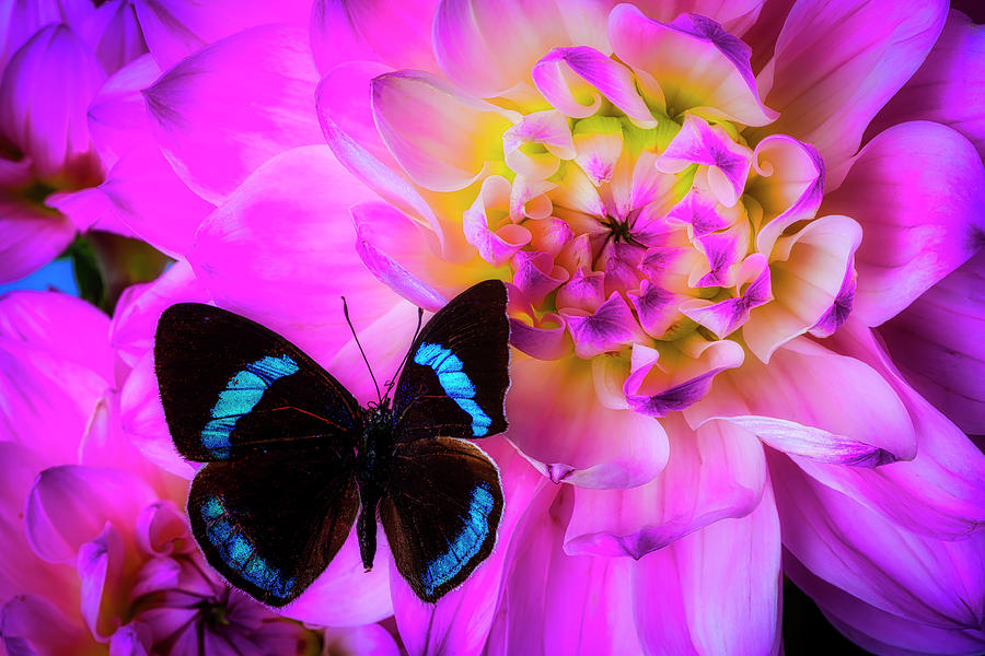 Butterfly On Pink Dahlia Photograph by Garry Gay