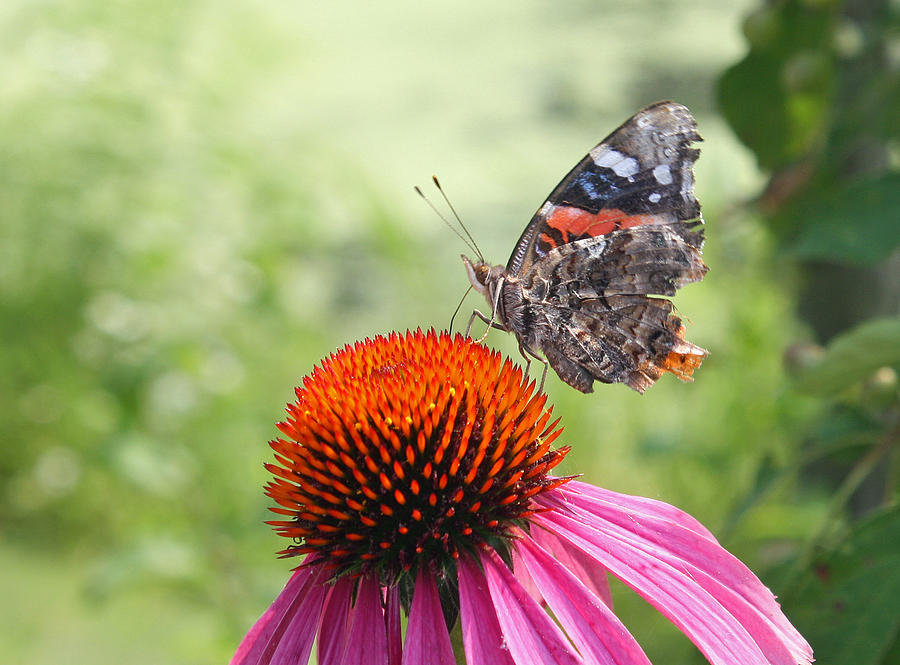 Butterfly on Pink Echinacea Photograph by Ellen Tully