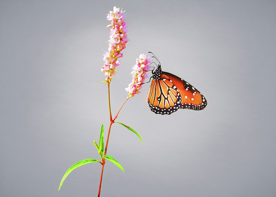Butterfly on Pink Flower Photograph by Steven Michael