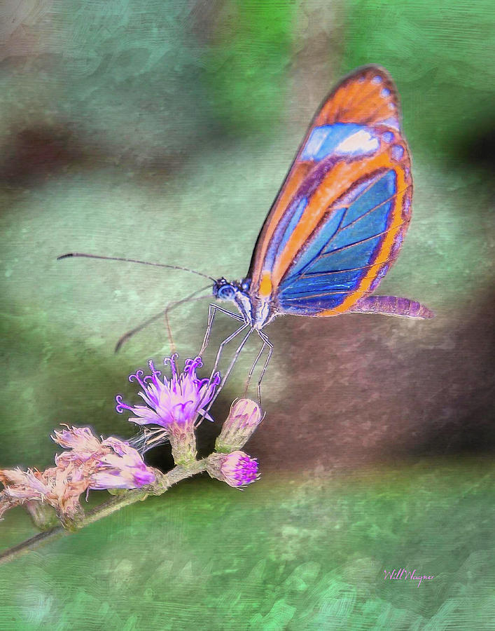 Butterfly on Pink Flower Photograph by Will Wagner