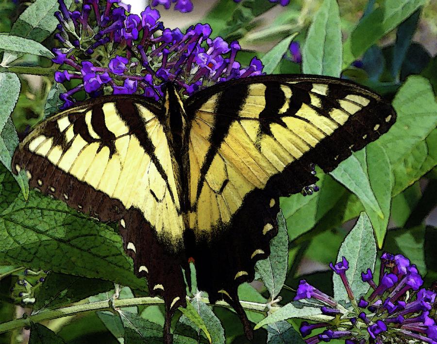 Butterfly on Purple Photograph by Coke Mattingly