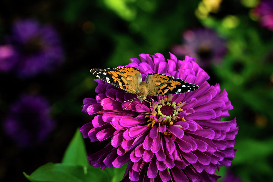 Butterfly on Purple Flower Photograph by Jay Stockhaus