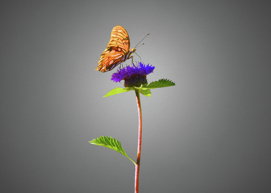 Butterfly on Purple Flower Photograph by Steven Michael