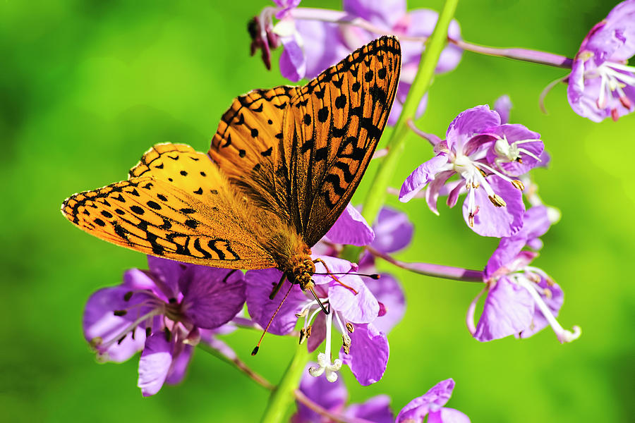 Butterfly On Purple Flowers Photograph