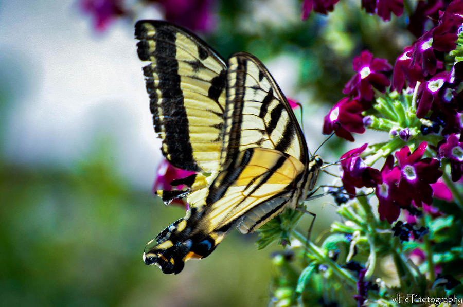 Butterfly on Purple Flowers Photograph by Wendy Carrington