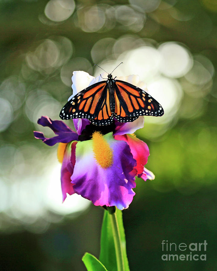 Butterfly on Purple Iris Photo Photograph by Luana K Perez