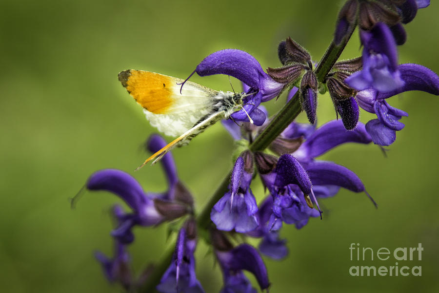 Butterfly On Purple Photograph by Timothy Hacker