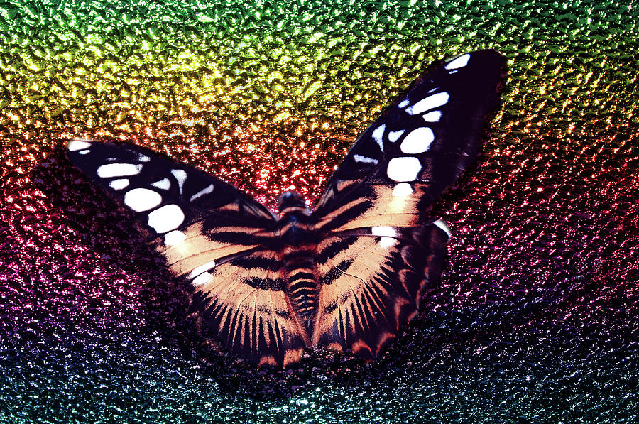 Butterfly On Rainbow  Photograph by Jenny Rainbow